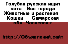 Голубая русская ищит кота - Все города Животные и растения » Кошки   . Самарская обл.,Чапаевск г.